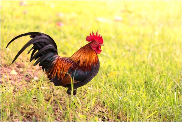 夢見在桃樹邊挖溝引清水有什麼寓意嗎_周公解夢官網