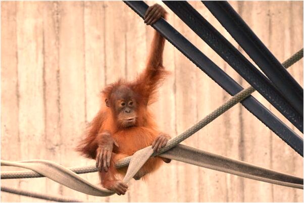 夢見懷孕的人偷桃是好的徵兆嗎_周公解夢官網