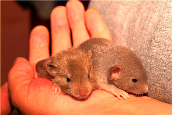 夢到了家中大門開著怎么回事_周公解夢官網