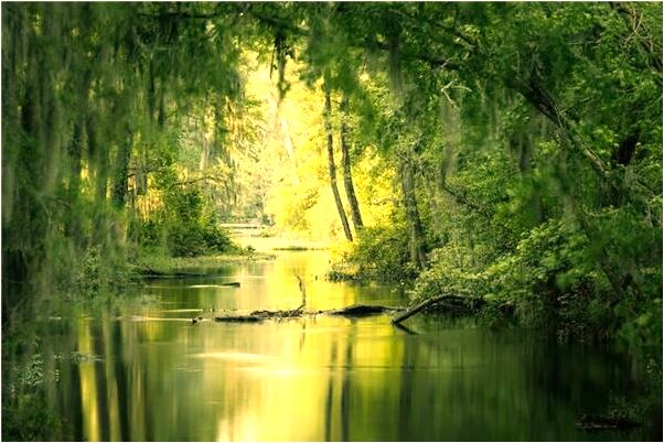 夢見蛇入懷中預示著什麼_周公解夢官網