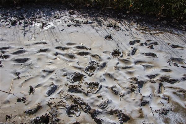 夢到清理淤泥有什麼預兆_周公解夢