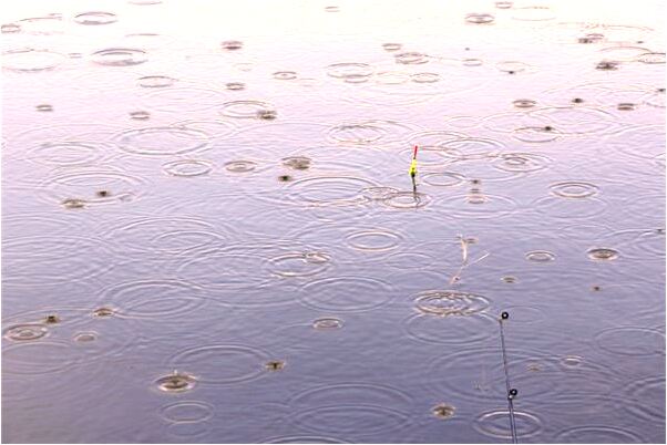 夢見池子黑水蝌蚪和鯰魚是什麼意思_周公解夢官網