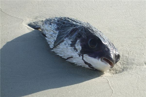 夢到了檢魚有什麼含義_周公解夢