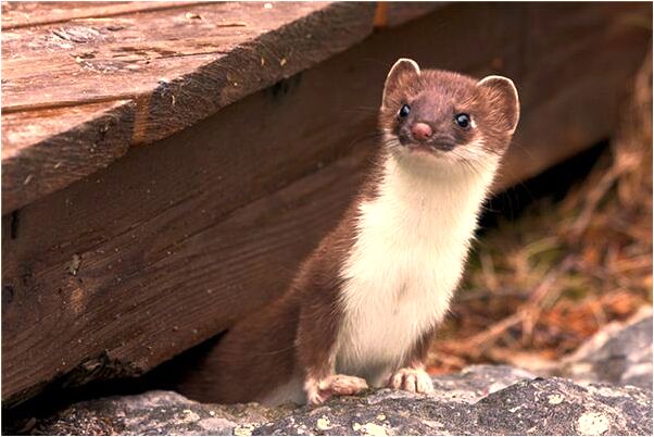 夢到了狗咬我衣服不鬆口有什麼意義嗎_周公解夢官網