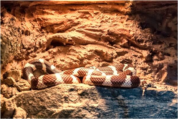 夢見火燒房子的屋頂是什麼兆頭_周公解夢官網