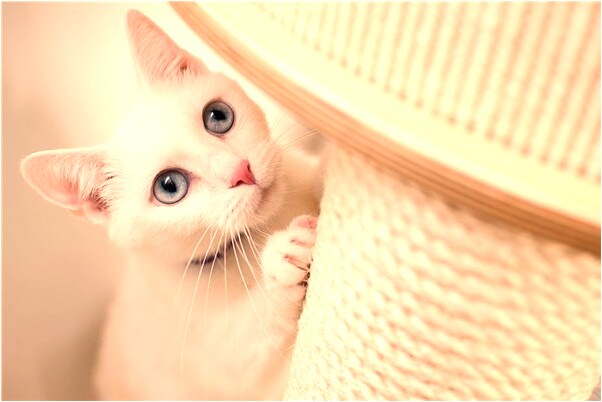 夢到掉了三棵牙沒出血是什麼徵兆_周公解夢官網