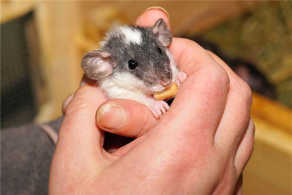 84年7月屬相鼠適宜工作_十二生肖