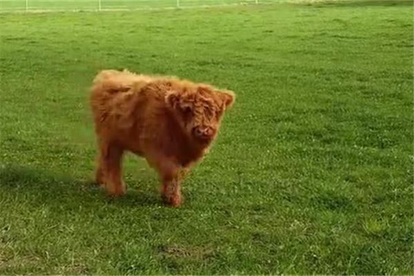 丑時是什麼生肖_十二生肖