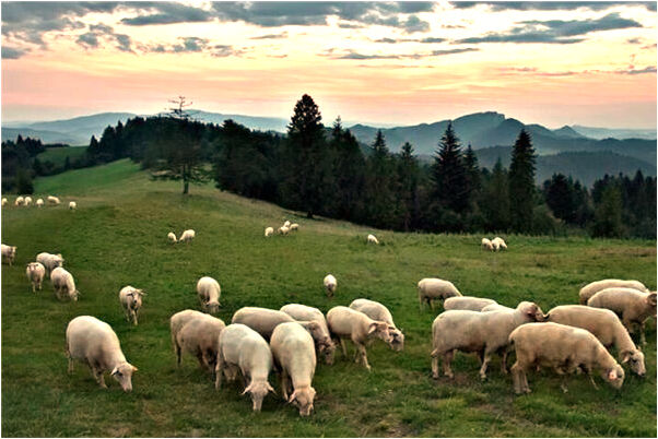 夢到了把牆撞倒了是什麼徵兆_周公解夢官網