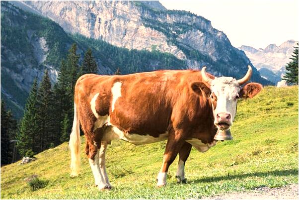 夢見親人從樓上跳下摔傷代表著什麼？_周公解夢官網