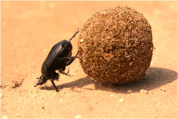 夢到了死了的外國人代表著什麼？_周公解夢官網