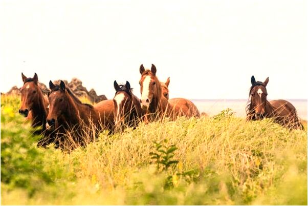 夢見撿兩把斧頭是什麼意思_周公解夢官網