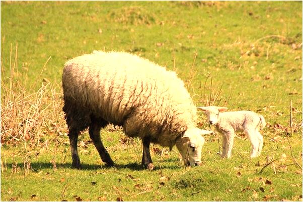 夢到了去世的親人再去世有什麼意義嗎_周公解夢官網