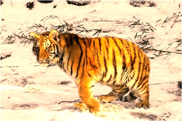 夢到和婆婆抬東西是什麼啟示_周公解夢官網