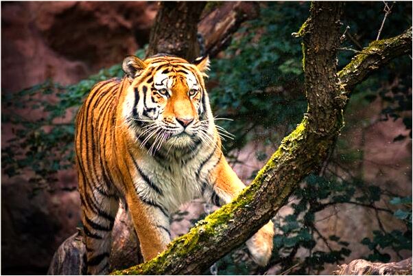 夢到女人衣冠不整什麼寓意_周公解夢官網