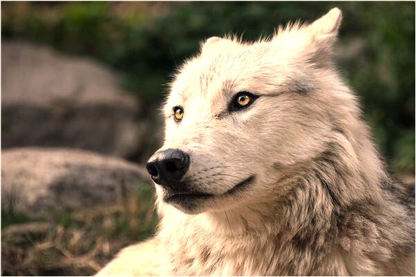 夢見去辭職女同事家玩是凶兆還是吉兆_周公解夢官網