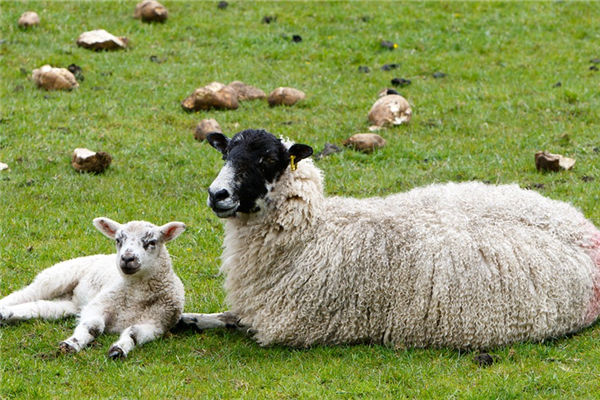 2003年屬羊5月出生的人好不好呢_十二生肖