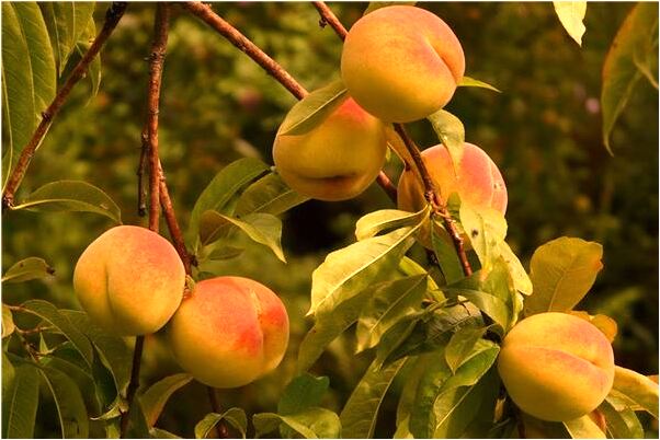 夢見和朋友在柳州比綁架劫財預示什麼_周公解夢官網