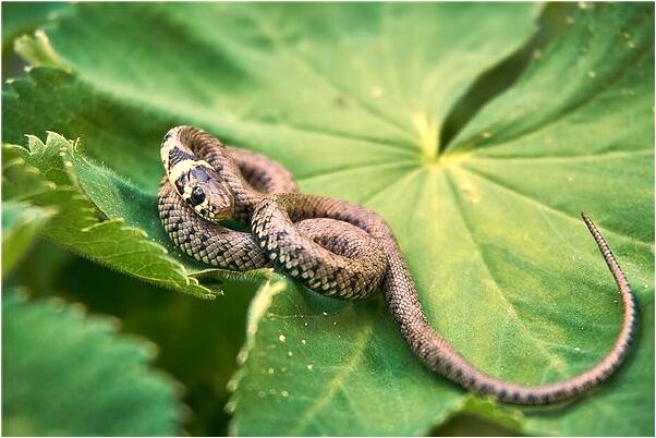 夢到打架時頭髮被別人揪掉一地啥意思_周公解夢官網