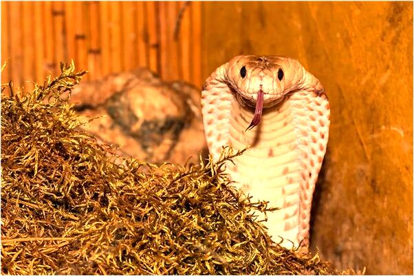 夢到了捉得青蛙是什麼預兆_周公解夢官網