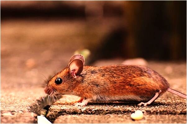 夢見吃雞肉粉條是什麼徵兆_周公解夢官網