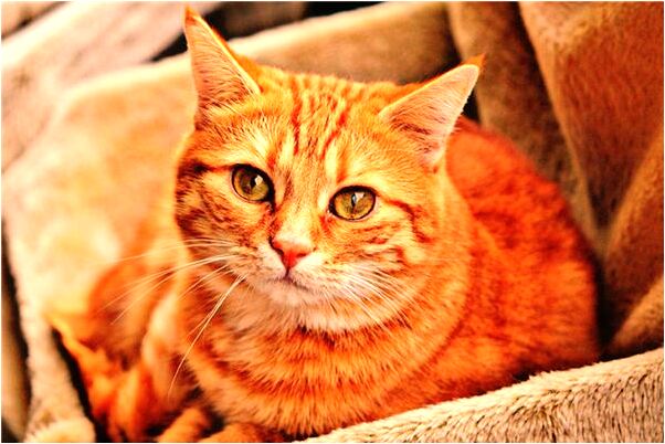 夢到了墳墓安在大門口預示著什麼_周公解夢官網