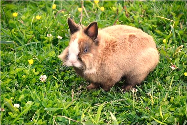 夢見玉打到頭預示什麼_周公解夢官網
