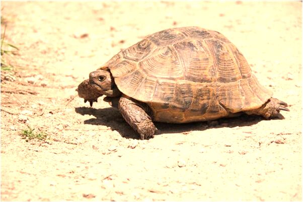 夢到被兩棵輸夾在樹頂下不來代表著什麼？_周公解夢官網