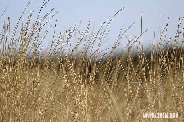 夢見白褲子_周公解夢夢到白褲子是什麼意思_做夢夢見白褲子好不好_周公解夢官網