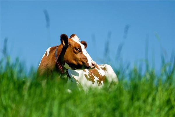 屬牛女喜歡什麼性格的男人_十二生肖