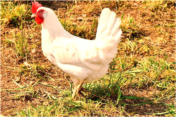 夢到蛇殺蛇後來被人調戲什麼寓意_周公解夢官網