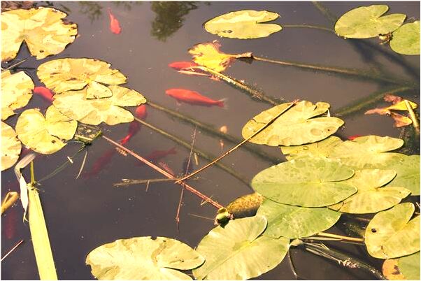 夢見陌生男子見家長意味著什麼_周公解夢官網