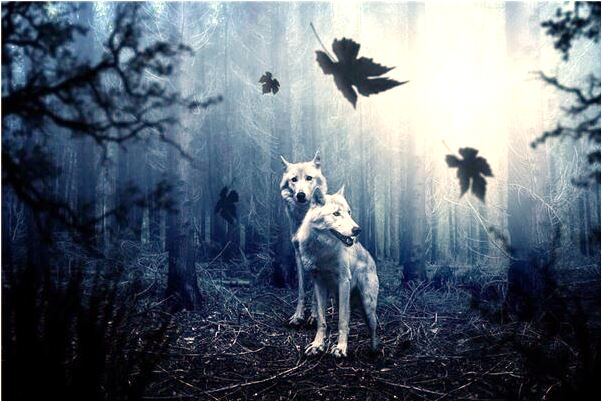 夢見買香菸帶火機是什麼預兆_周公解夢官網