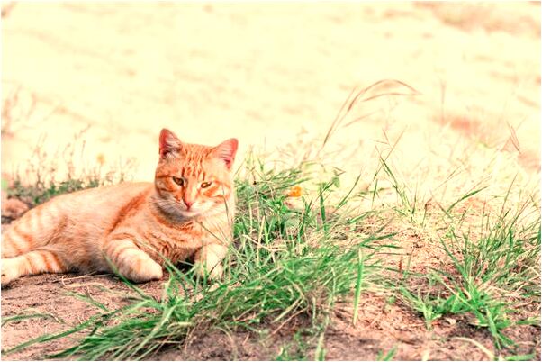 夢到了外公起死回生是啥預兆_周公解夢官網