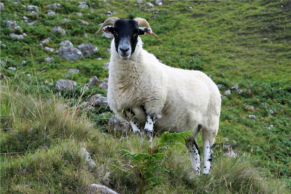屬羊男人出生年份和性格_十二生肖