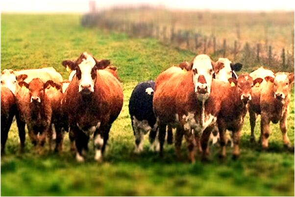 夢到有人約我我說不出話是啥意思_周公解夢官網