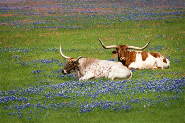 屬牛跟屬牛戀愛_十二生肖