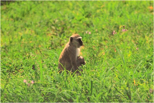夢到老公捉到一條小紅龍預示了什麼_周公解夢官網
