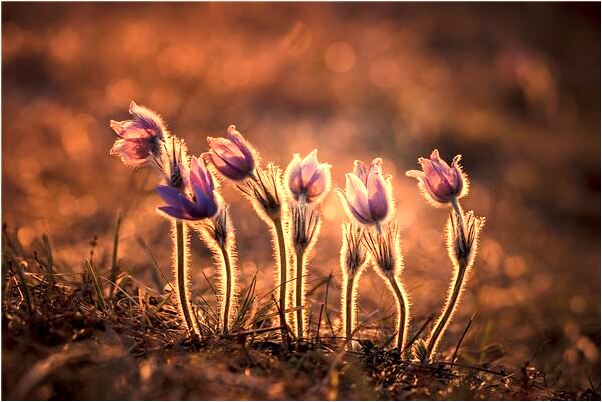 夢見清明節去上墳是凶兆還是吉兆_周公解夢官網