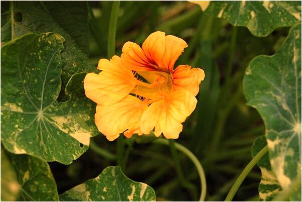 夢見烏雲大火是咋回事_周公解夢官網