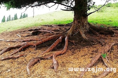 Dream of the root