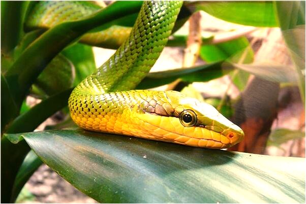 夢到了蟒蛇切成段好不好_周公解夢官網