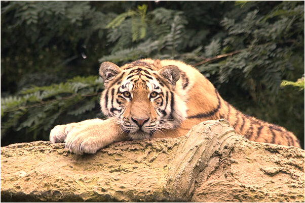 夢到了洗魚乾是什麼預兆_周公解夢官網