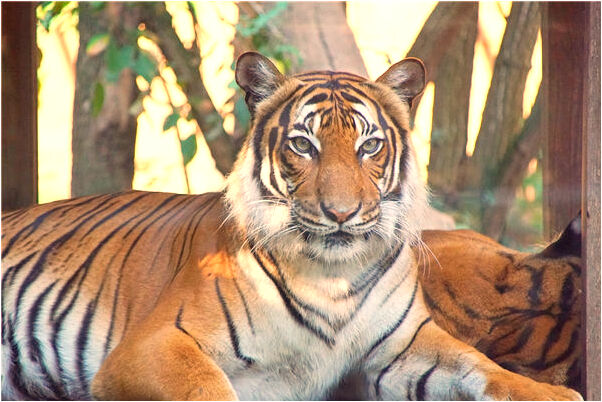 夢到別人讓椅子給我是什麼啟示_周公解夢官網