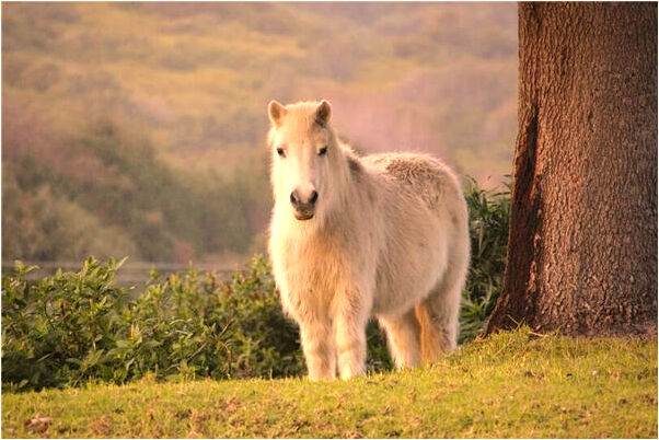夢到了去了死去的奶奶家有什麼預示嗎_周公解夢官網