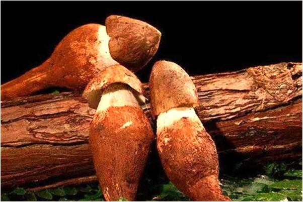 夢見小釘子的預兆_周公解夢官網