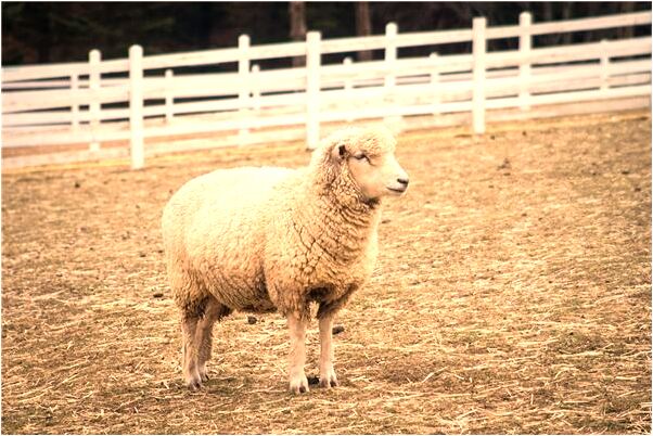 夢見小男孩騎著我代表著什麼_周公解夢官網