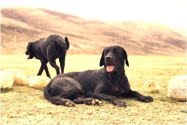 夢到鴨嘴獸把咬自己屁股是什麼預兆_周公解夢官網