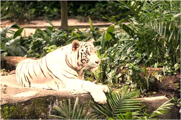 夢到了被哥哥抱著有什麼含義_周公解夢官網