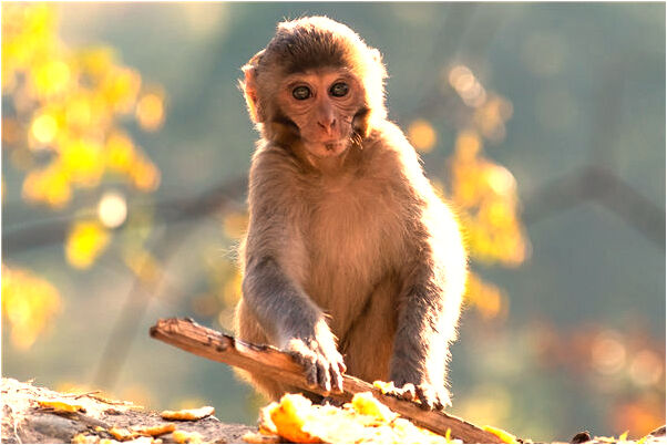 夢到了自己的女兒不是親生的是什麼意思_周公解夢官網